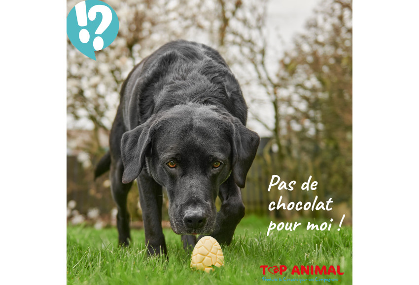 PAS DE CHOCOLAT POUR MOI !